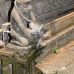monkey_macaque_balinese_mf_ubud_v_1035_bal4751.jpg